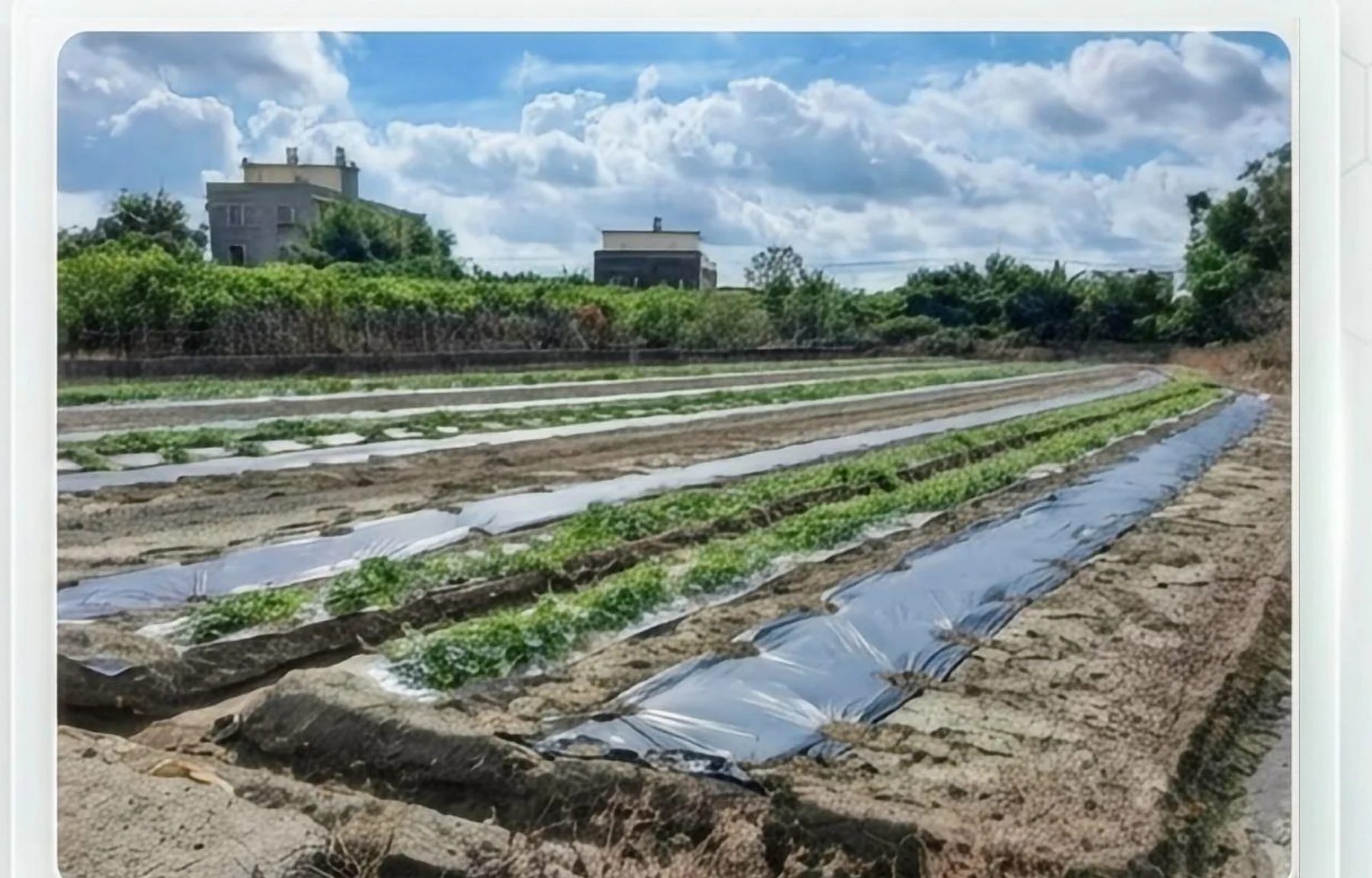 Crop beds in an agricultural mulch-film project scene