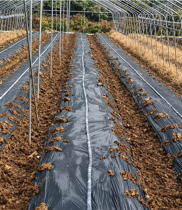 Agricultural mulch film field observation on day 1 of the project