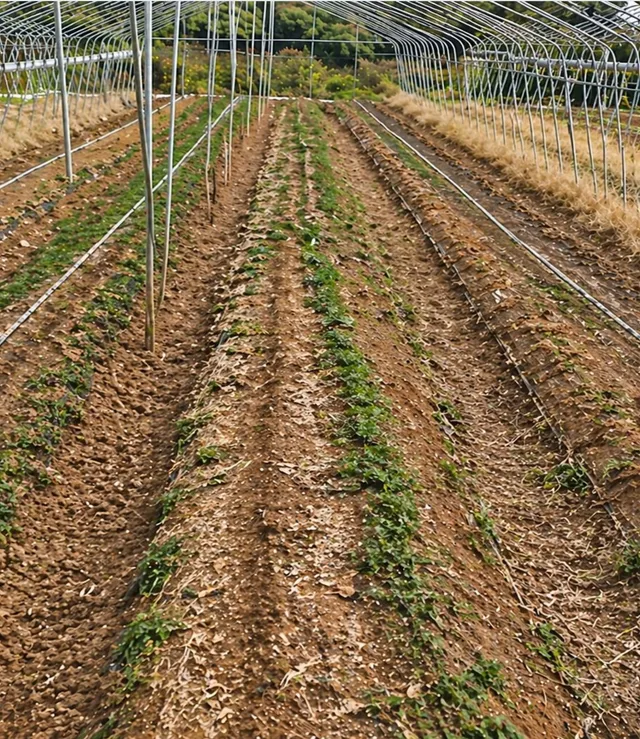 Agricultural mulch film field observation on day 120 of the project