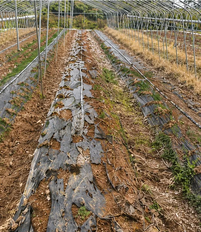 Agricultural mulch film field observation on day 90 of the project
