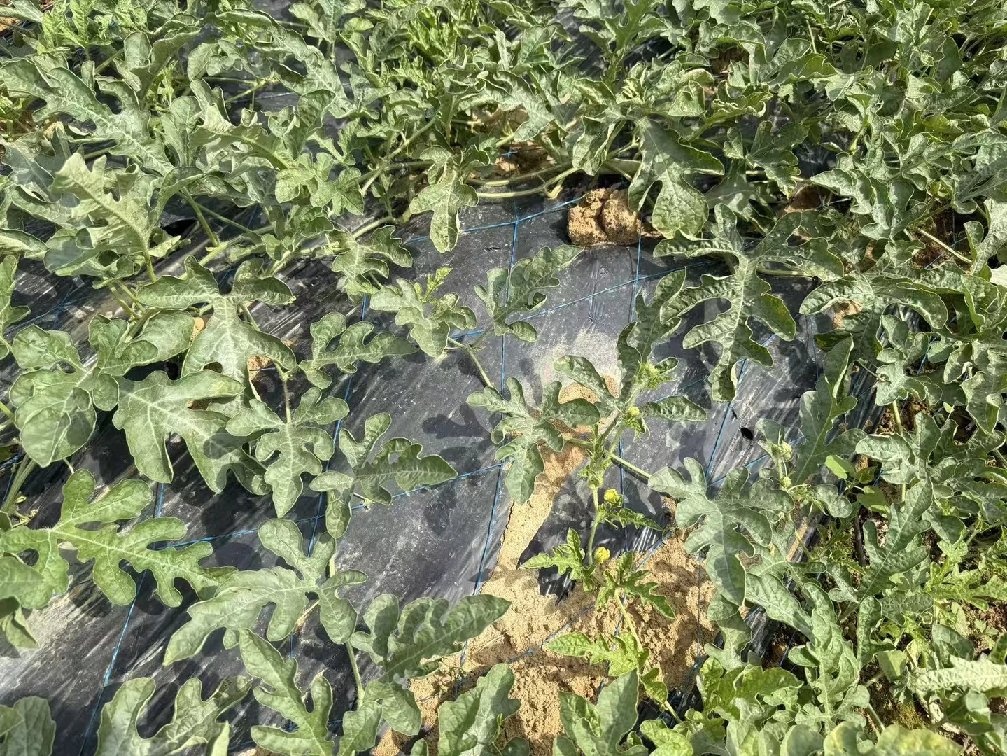 Crop growth field observation